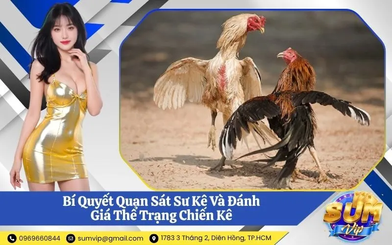 Bí Quyết Quan Sát Sư Kê Và Đánh Giá Thể Trạng Chiến Kê