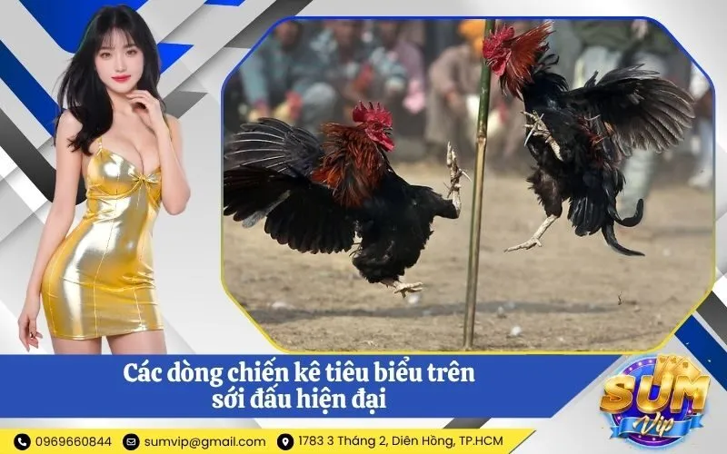 Các dòng chiến kê tiêu biểu trên sới đấu hiện đại