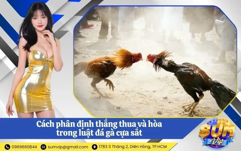 Cách phân định thắng thua và hòa trong luật đá gà cựa sắt