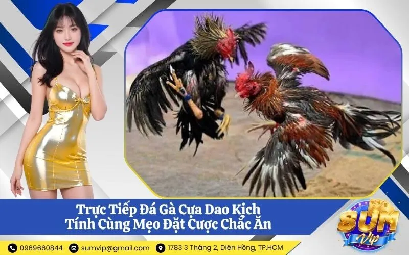 Đá Gà Cựa Dao