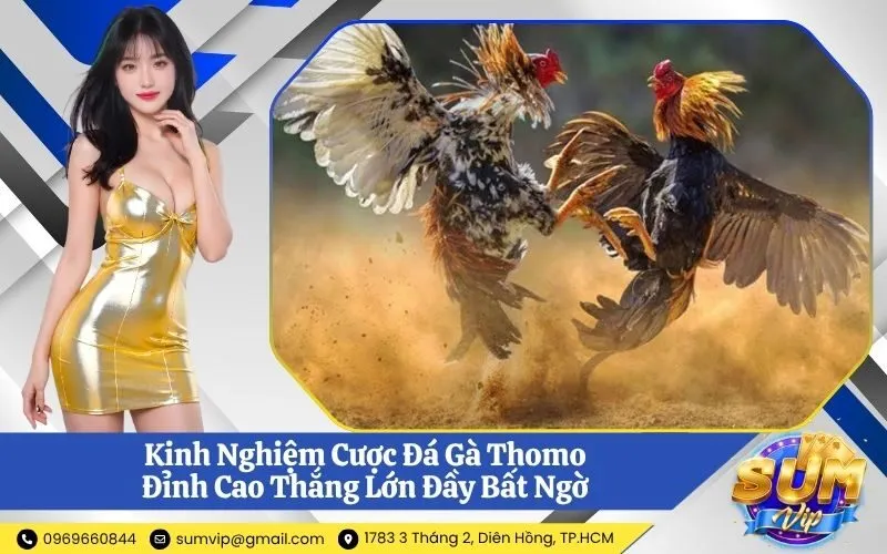 Đá Gà Thomo