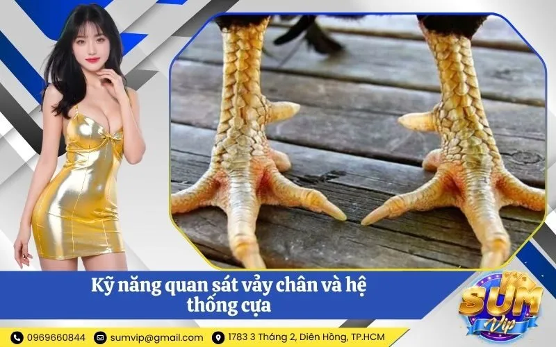 Kỹ năng quan sát vảy chân và hệ thống cựa