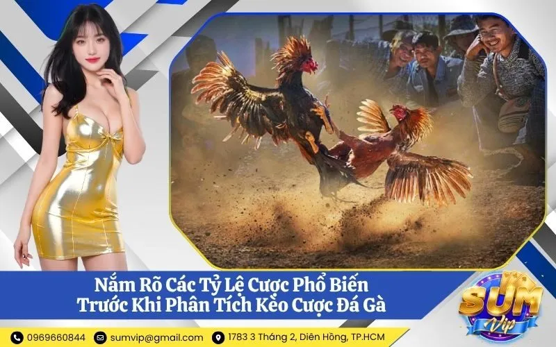 Nắm Rõ Các Tỷ Lệ Cược Phổ Biến Trước Khi Phân Tích Kèo Cược Đá Gà