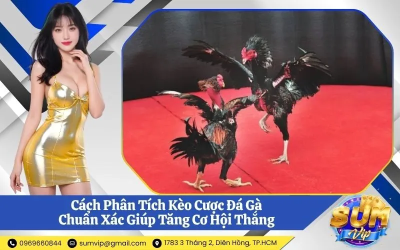 Phân Tích Kèo Cược Đá Gà