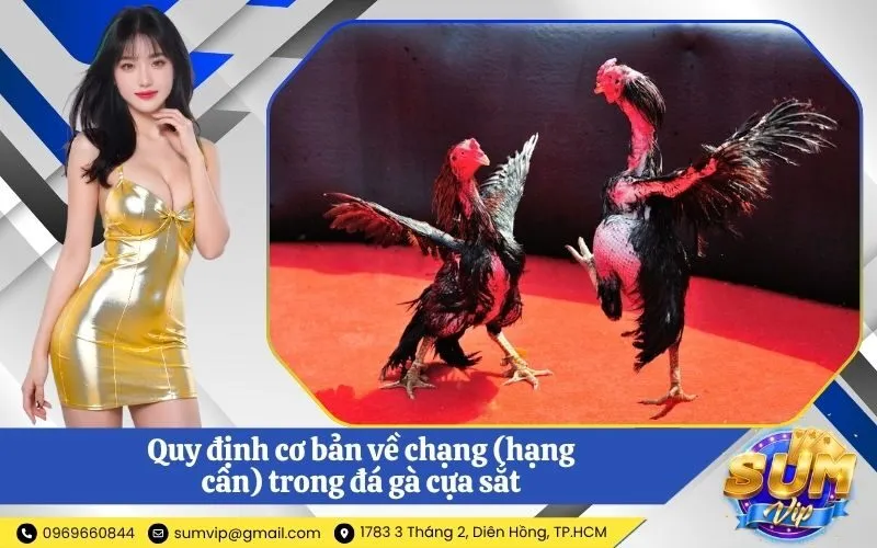Quy định cơ bản về chạng (hạng cân) trong đá gà cựa sắt