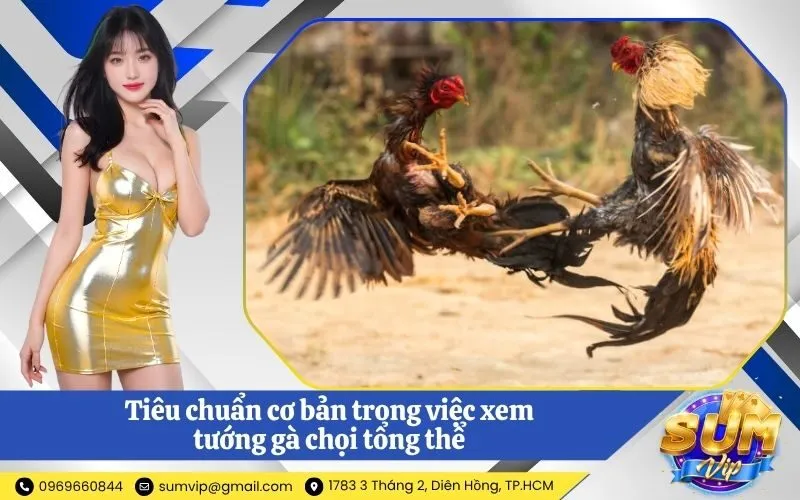 Tiêu chuẩn cơ bản trong việc xem tướng gà chọi tổng thể