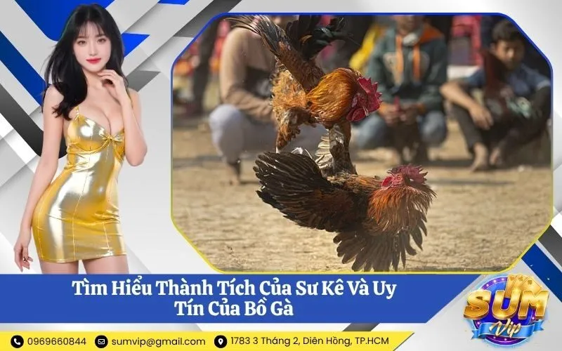 Tìm Hiểu Thành Tích Của Sư Kê Và Uy Tín Của Bồ Gà