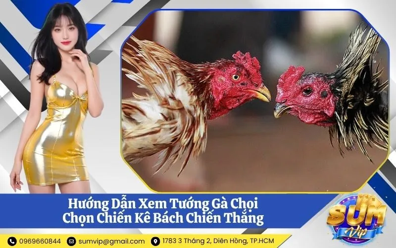 Xem Tướng Gà Chọi